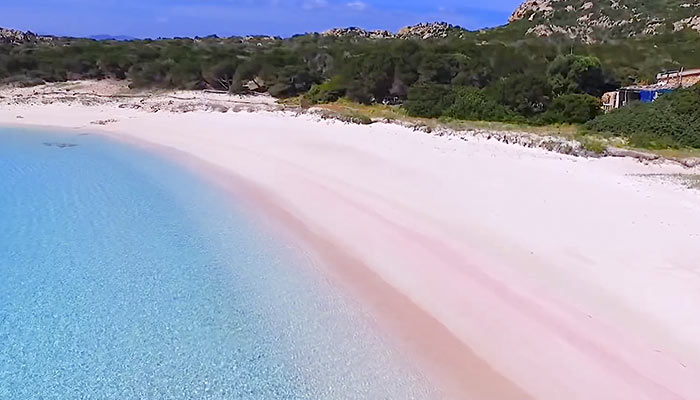 Budelli Sardegna Il giglio di mare