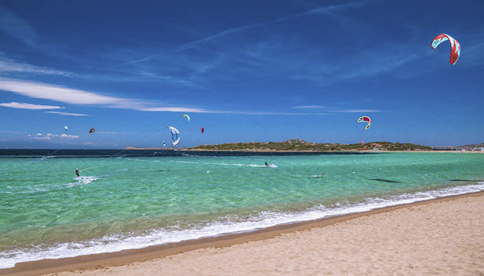 Porto Pollo Sardegna Il giglio di mare