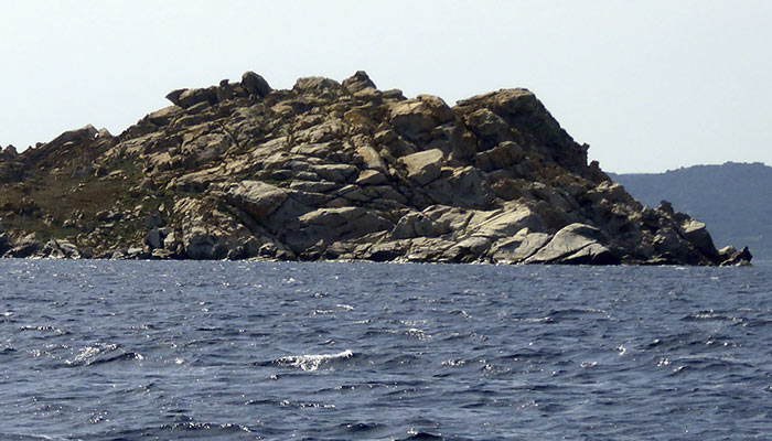 Spargiotto Il giglio di mare Sardegna