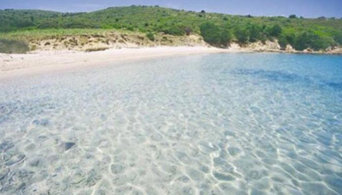 Il giglio di mare Spiaggia Coluccia