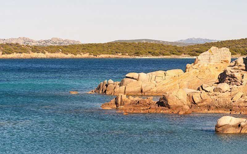 Isola di Coluccia Porto Pozzo in Sardegna Il giglio di mare