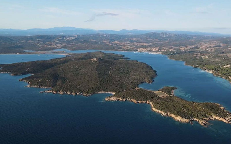 Isola di Coluccia a Porto Pozzo in Sardegna Il giglio di mare