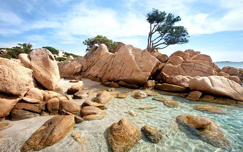 Punta degli Asfodeli Golfo di Marinella Il giglio di mare